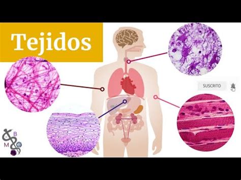 Tejidos Básicos del Cuerpo Humano | Tipos y Clasificación | Histología ...