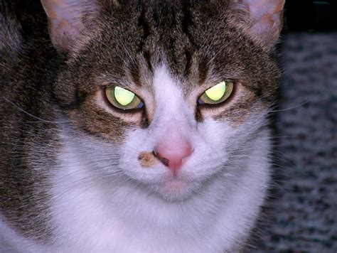 20 Of The Most Evil Cats You'll Ever See