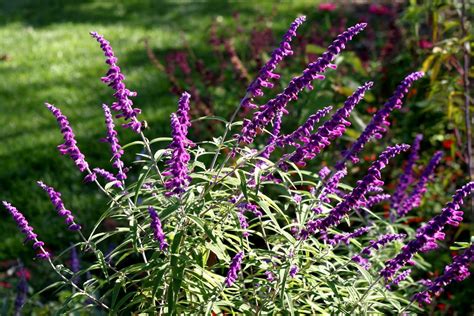 All Purple Mexican Bush Sage (Salvia leucantha 'Santa Barbara') | Purple shrubs, Salvia, Mexican ...