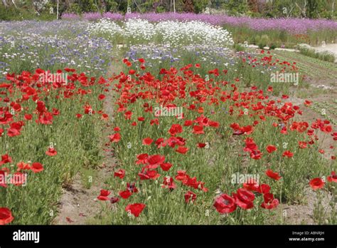 poppy, flower garden Stock Photo - Alamy