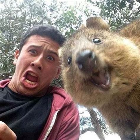 Quokka Selfie | Bored Panda