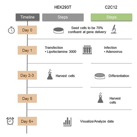 Cell Press: STAR Protocols