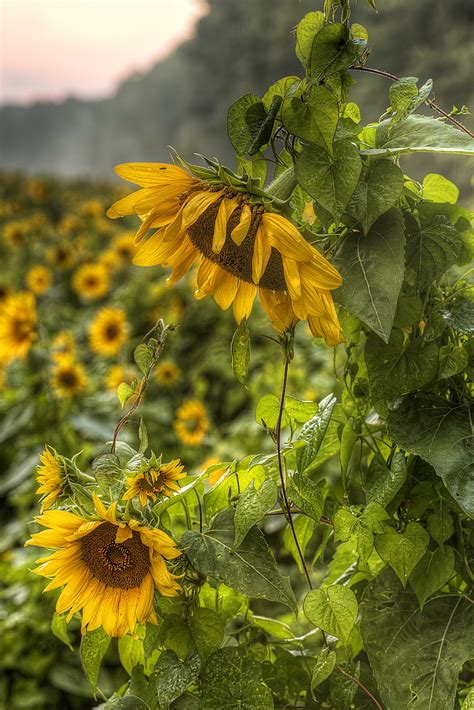 Sunflowers in the Rain