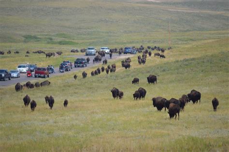 Badlands National Park Animals: Best Tips to See - Dinkum Tribe