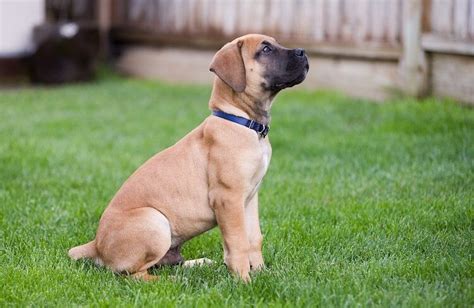 Boerboel Dog: What You Should Know About South African Boerboels | All Things Dogs