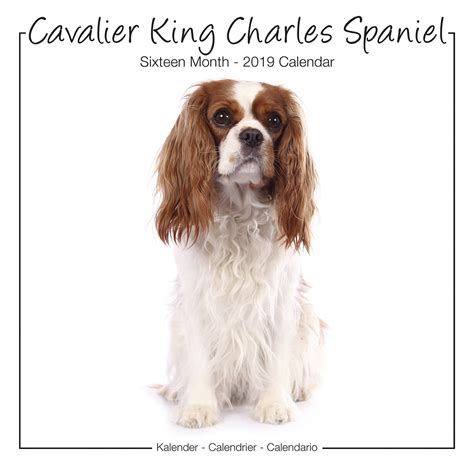 Cavalier King Charles Studio Range Calendar, Dog Breed | MegaCalendars