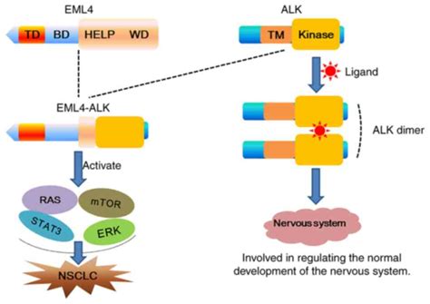 EML4‑ALK fusion gene in non‑small cell lung cancer (Review)