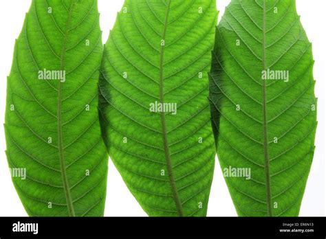 Ash Tree Leaves Stock Photo - Alamy