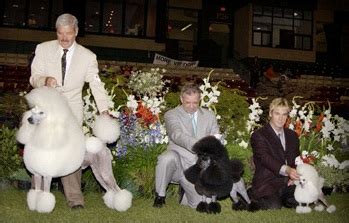 Sizes of Poodles - The Poodle Club of America