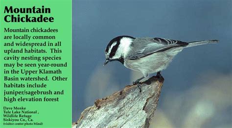 Habitat - Ponderosa - Mountain Chickadee