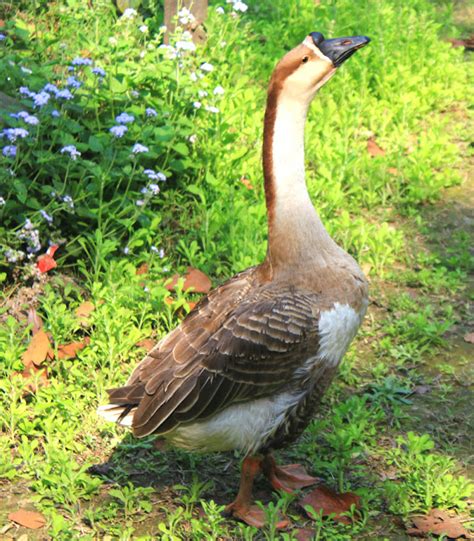 Chinese Goose: Origin, Characteristics, Uses