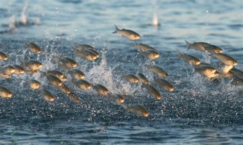 Foto de Peixe Pulando Fora Da Água e mais fotos de stock de Peixe - iStock