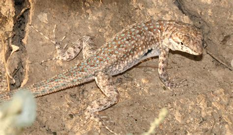 Wildlife Wednesday: Common side-blotched lizard | Red Rock Canyon Las Vegas