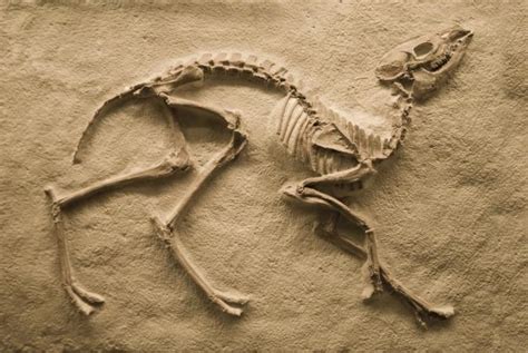 Explaining Fossils for Kids | LoveToKnow