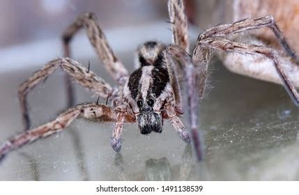 Spider Wolf Native Habitat Stock Photo 1491138539 | Shutterstock