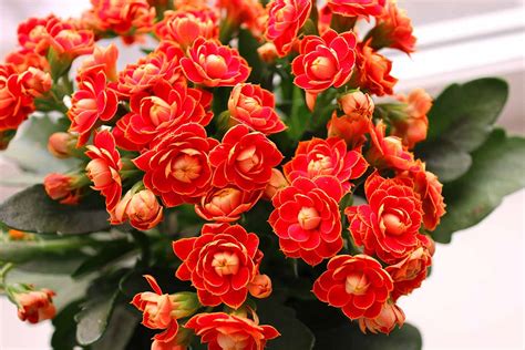 How to Grow and Care for Kalanchoe | Gardener’s Path