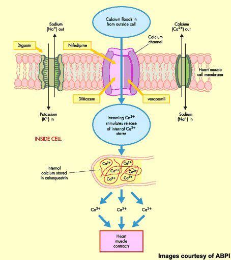 Calcium Channel Blockers Mechanism of Action - Gavin Wilson