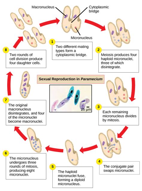 Groups of Protists · Biology