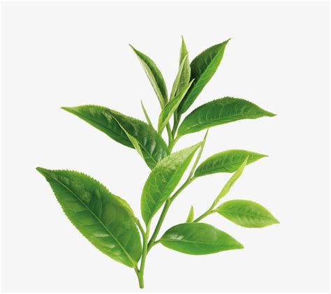 Green Tea, Leaf, Green, Tea PNG Transparent Image and Clipart for Free ...