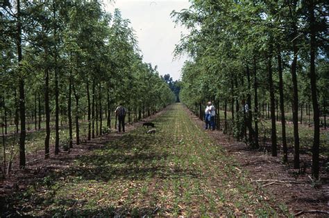 Use case: Planning of Alley Cropping System in Temperate Climate