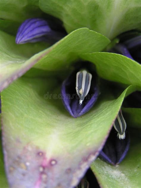 Flowering Giant Lobelia, Mt Kilimanjaro Stock Image - Image of alpine, flower: 125713829