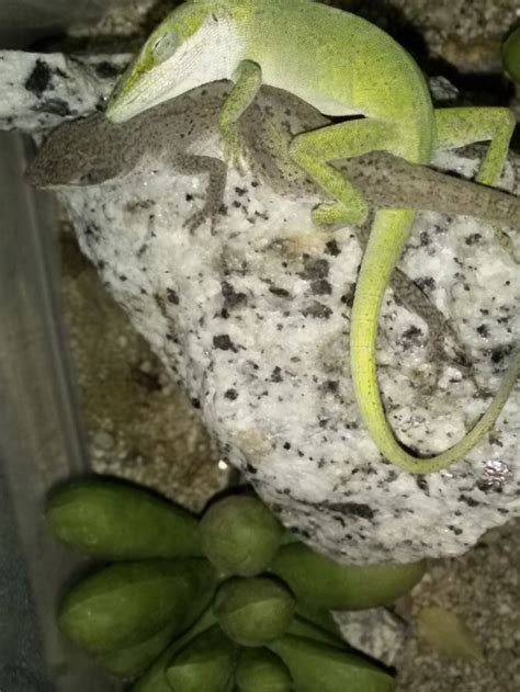 How to Care for Green Anole Lizards | Lizard, Pet lizards, Easy pets