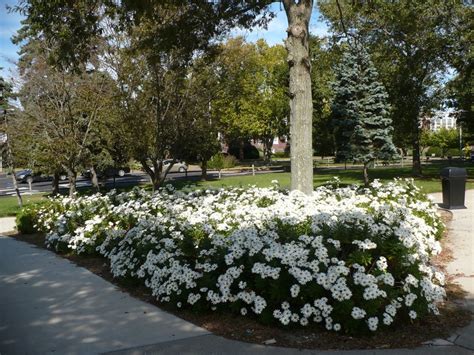 Montauk Daisy perennial, around base of Lilac tree | Montauk daisy, Lilac tree, Montauk