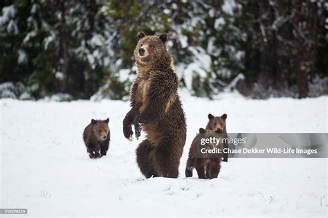 Grizzly Sow And Cubs In Snow High-Res Stock Photo - Getty Images