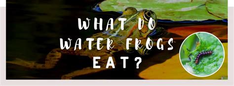 What Do Water Frogs Eat? A Complete Guide To Feeding Your Pet Frog - whatanimalseat.com