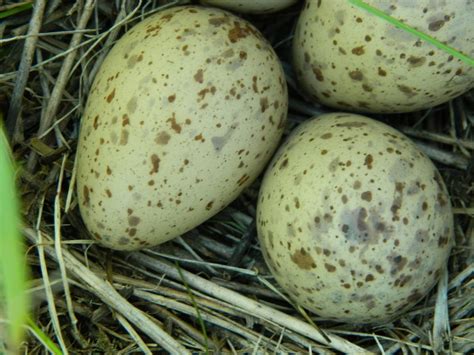 Into the Nest: There is nothing so beautiful as a bird's egg — Madison Audubon