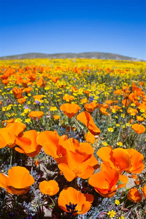 dariusdialogue: Death Valley Wildflowers 2021 - Rare Super Bloom Blankets Death Valley In A ...