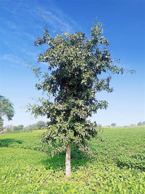 This is a Belpatra Tree in the Field. Stock Photo - Image of mustard, belpatra: 236490572