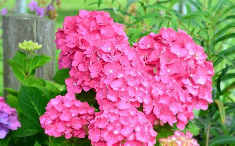 Pink hydrangea wallpaper - Flower wallpapers - #46365