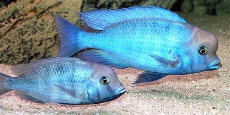 Blue Dolphin Cichlid: Complete Guide to Care, Breeding, Tank Size and Disease - The Aquarium Guide