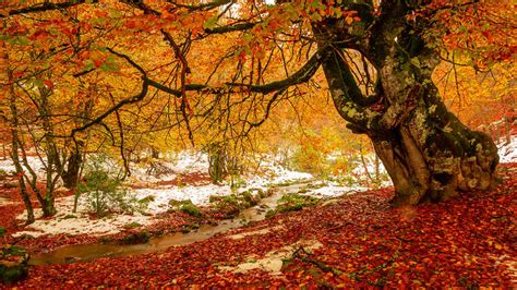 Optimistisch Eruption Antipoison otoño fotos paisajes Einfach zu ...