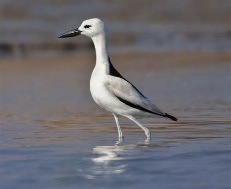 Birds of the World: Crab plover