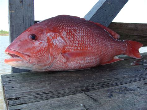 Northern red snapper | Peixe vermelho, Como preparar peixe, Peixe ...