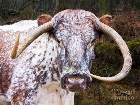 Horns Of A Female English Longhorn Cow. Photograph by Martyn F ...