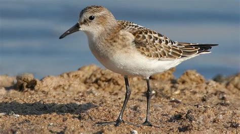 RSPB Frampton Marsh Nature Reserve - Boston Wildlife Explorers