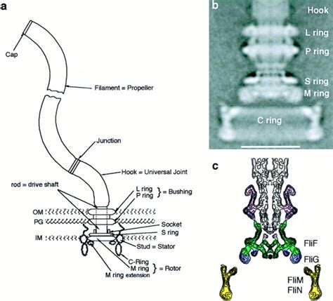 Bacterial Flagella Microscope