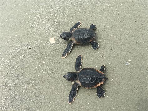 Loggerhead turtles headed for record-breaking season