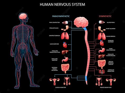 Human Body Nervous System Sympathetic Parasympathetic Charts With Realistic Organs Depiction ...