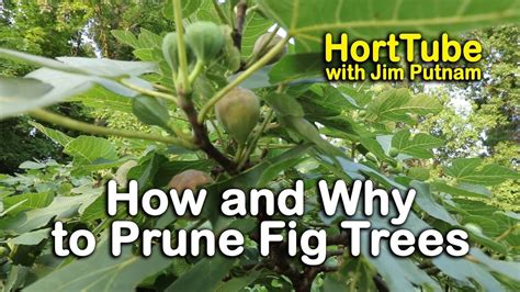 How and Why to Prune Fig Trees | Fig tree, Fig tree plant, Growing fig trees