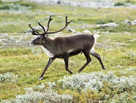 17 Best images about Arctic: Reindeer/ren/Greenland on Pinterest ...