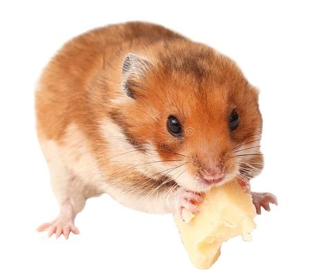 Hamster Funny Animal, Hamster Eating Cheese Stock Image - Image of ...