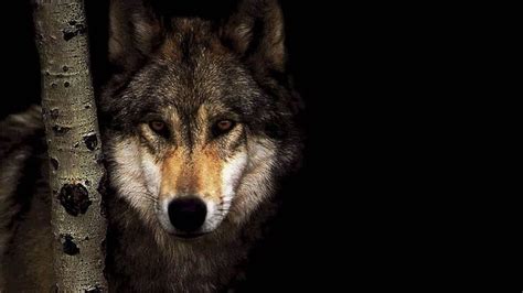 Wolf HD Wallpaper (77+ images)