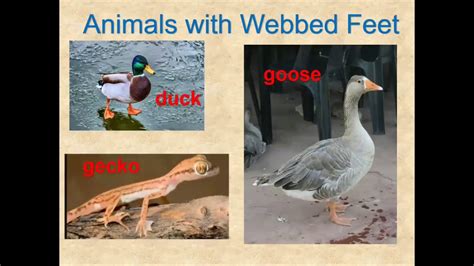 What Is It (webbed feet) An Animal Physical Characteristic Game by Kindergarten Rocks Mrs ...