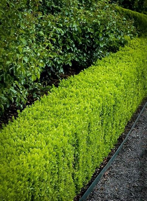 26 best Boxwood Shrubs images on Pinterest | Boxwood shrub, Shrub and ...