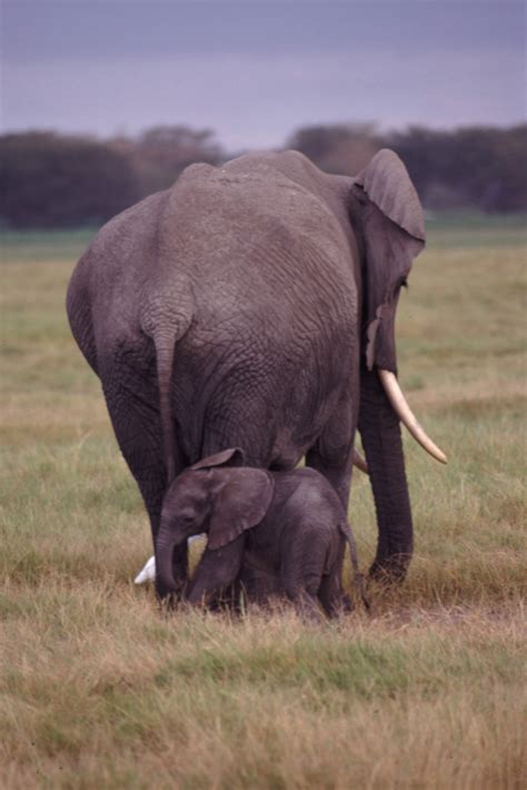 File:Mother And Baby Elephant.jpg