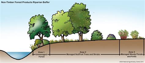 Riparian Buffer Month - Casey Trees